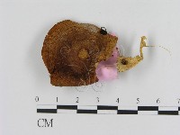 登錄號:F0013327藏品圖，第1張
