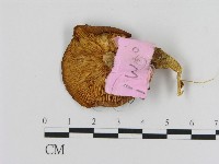 登錄號:F0013327藏品圖，第3張