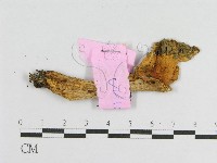 登錄號:F0013329藏品圖，第1張