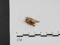 登錄號:F0013332藏品圖，第1張