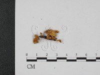 登錄號:F0013332藏品圖，第3張