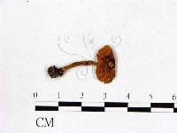 登錄號:F0013335藏品圖，第1張