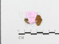 登錄號:F0013336藏品圖，第1張