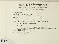 小菇屬藏品圖，第2張