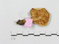 紅菇屬藏品圖，第3張