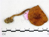 登錄號:F0013340藏品圖，第1張