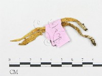 登錄號:F0013341藏品圖，第1張