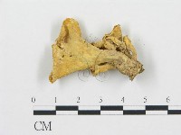 登錄號:F0013343藏品圖，第1張