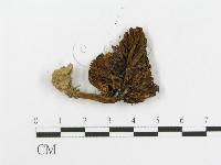 登錄號:F0013344藏品圖，第3張