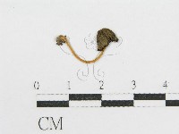 登錄號:F0013346藏品圖，第3張