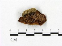 登錄號:F0013347藏品圖，第3張