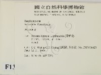 紅菇屬藏品圖，第2張