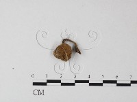 登錄號:F0013350藏品圖，第1張