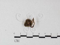 登錄號:F0013350藏品圖，第3張