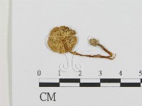 登錄號:F0013351藏品圖，第1張