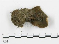 登錄號:F0013353藏品圖，第1張