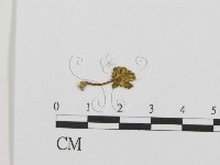 登錄號:F0013354藏品圖，第1張