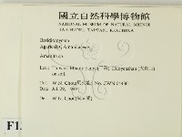 鵝膏屬藏品圖，第2張