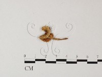 鵝膏屬藏品圖，第1張