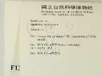 鵝膏屬藏品圖，第2張
