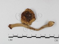 鵝膏屬藏品圖，第1張