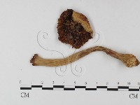 鵝膏屬藏品圖，第3張