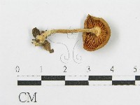 登錄號:F0013358藏品圖，第1張