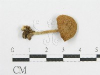 登錄號:F0013358藏品圖，第3張