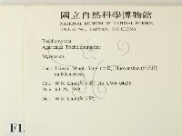 小菇屬藏品圖，第2張