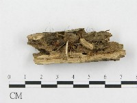 登錄號:F0013364藏品圖，第1張