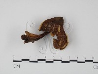 登錄號:F0013365藏品圖，第1張