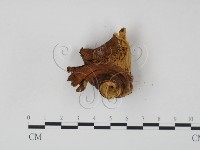登錄號:F0013365藏品圖，第3張