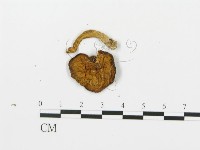 登錄號:F0013366藏品圖，第3張