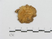 紅菇屬藏品圖，第3張