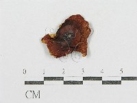 紅菇屬藏品圖，第1張