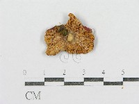 紅菇屬藏品圖，第3張