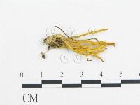 登錄號:F0013369藏品圖，第1張