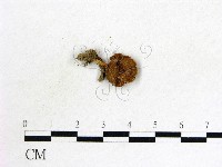 登錄號:F0013371藏品圖，第1張