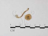 登錄號:F0013372藏品圖，第3張