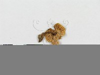 紅菇屬藏品圖，第1張