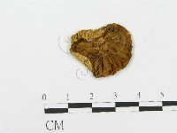 登錄號:F0013374藏品圖，第1張