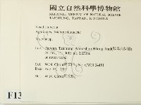 小菇屬藏品圖，第2張
