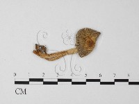 登錄號:F0013377藏品圖，第1張