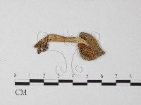 登錄號:F0013377藏品圖，第3張