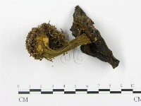 登錄號:F0013379藏品圖，第1張