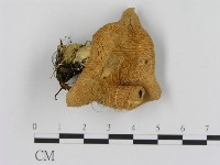 登錄號:F0013380藏品圖，第1張