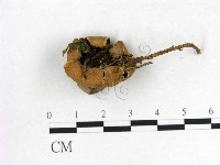 登錄號:F0013381藏品圖，第1張