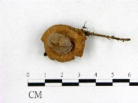 登錄號:F0013381藏品圖，第3張