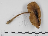 登錄號:F0013382藏品圖，第1張