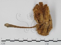 登錄號:F0013382藏品圖，第3張